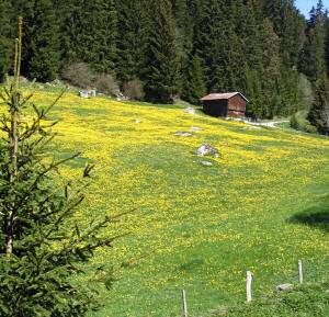 Chalet dans la prairie